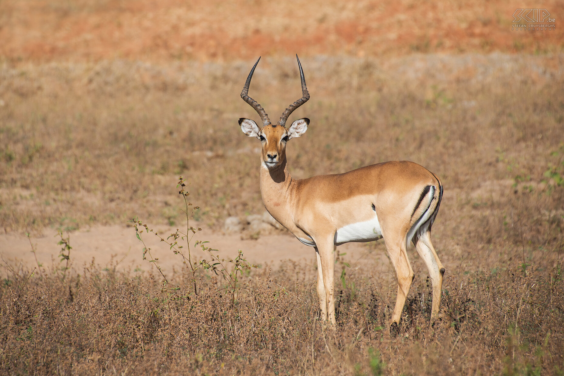 South Luangwa - Impala Een mannelijke impala (Aepyceros melampus), een van de meest voorkomende antilopensoorten in Afrika. Stefan Cruysberghs